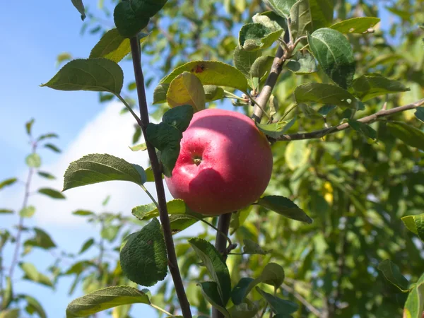 Kırmızı elma dalda — Stok fotoğraf