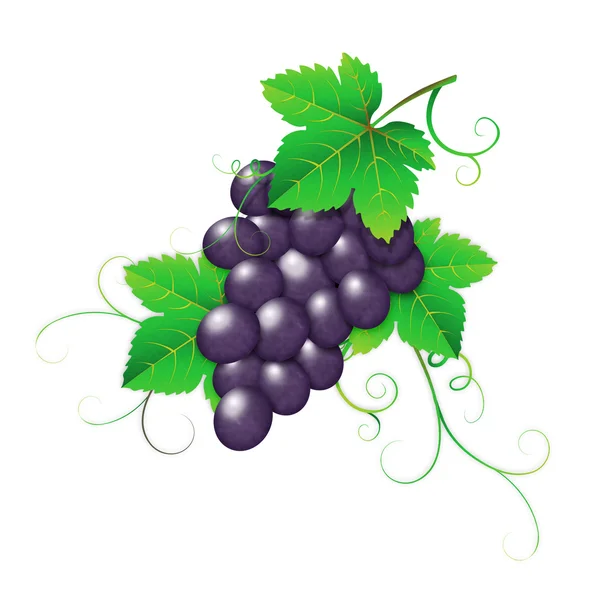 Темні винограду — стокове фото