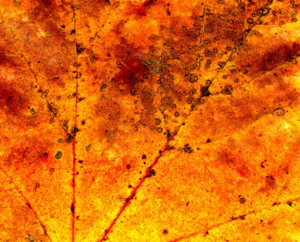 Fall maple leaf texture — Stock Photo, Image