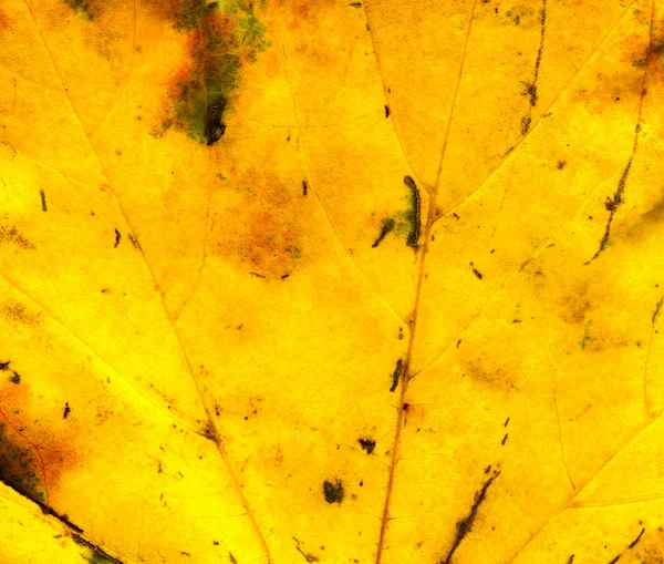 Fall maple leaf texture — Stock Photo, Image