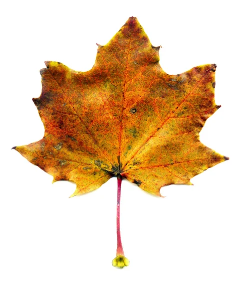 Maple fall leaf — Stock Photo, Image