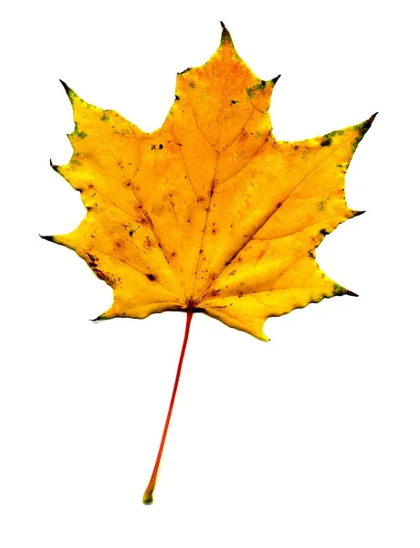 Maple fall leaf — Stock Photo, Image