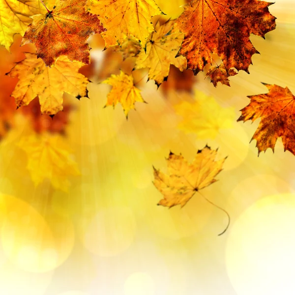 Fall maple leaves — Stock Photo, Image