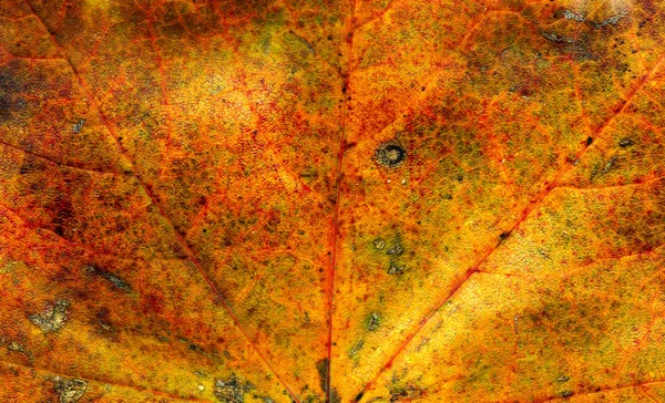 Падіння кленової текстури листя — стокове фото