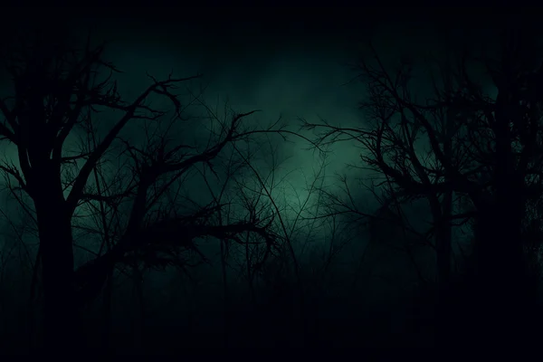 Dark forest — Stock Photo, Image