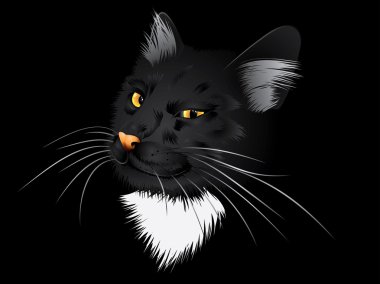 Karanlıktaki kara kedi