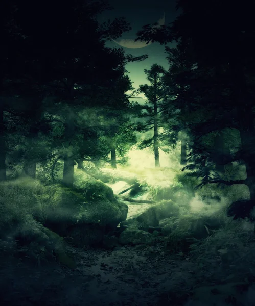 Twilight forest — Stock Photo, Image