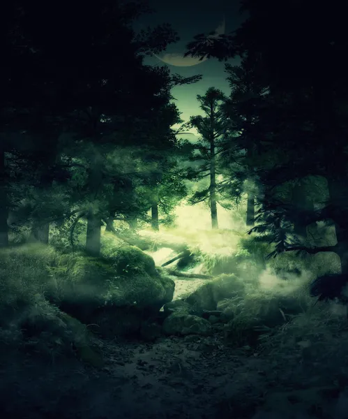 Twilight skog — Stockfoto