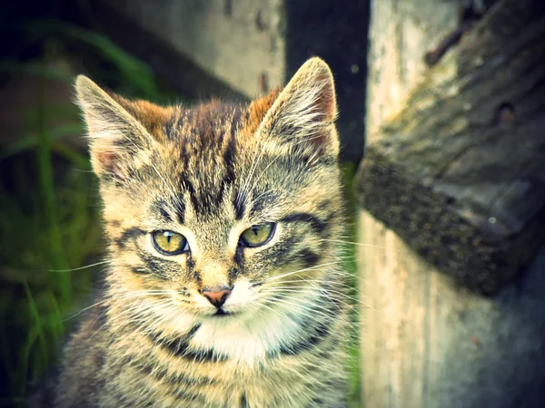 Retrô retrato gato — Fotografia de Stock