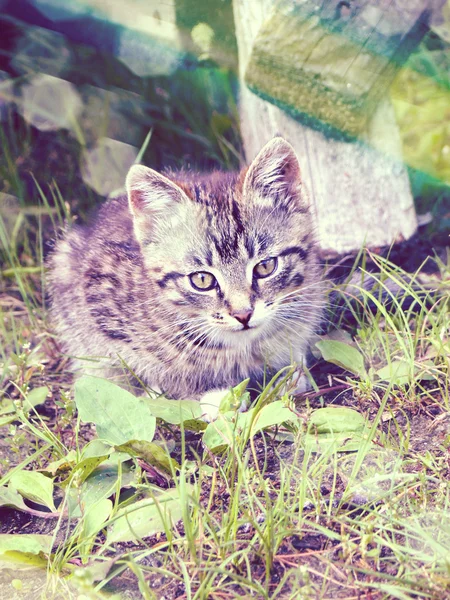 Retro retrato gato — Foto de Stock