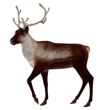 3D Ren geyiği