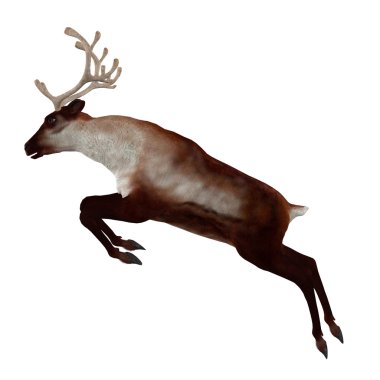 3D Ren geyiği
