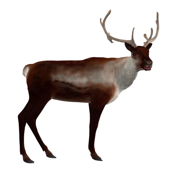 3d Reindeer — Stock Photo, Image