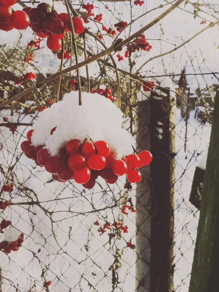 Inverno rowan — Fotografia de Stock