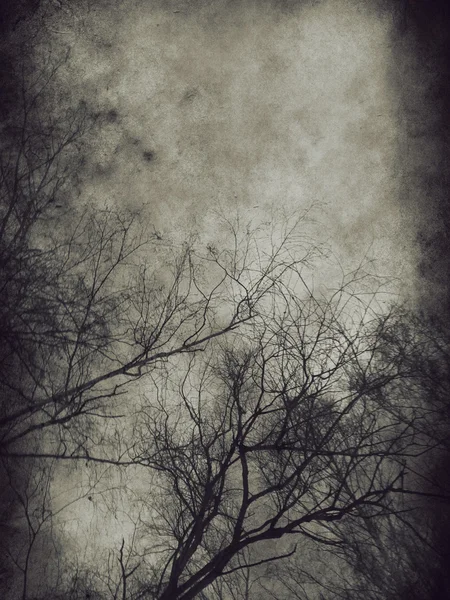Árvores escuras — Fotografia de Stock