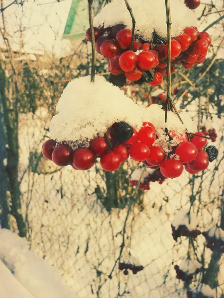 Rowan de invierno —  Fotos de Stock