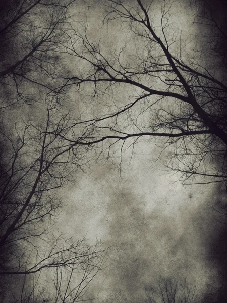 Dark trees — Stock Photo, Image