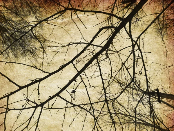 Grunge 光秃的树木剪影 — 图库照片