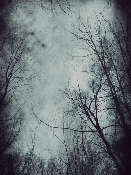 Dokulu çıplak ağaçlar — Stok fotoğraf