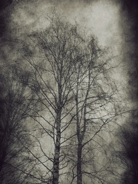 Dark trees — Stock Photo, Image