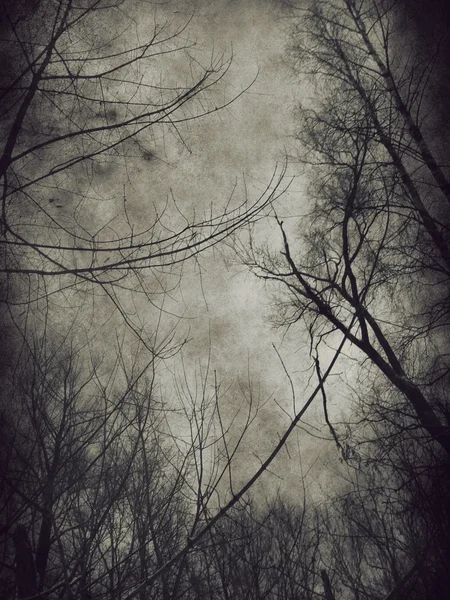 Dark trees — Stock Photo, Image