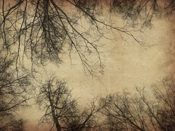 Grunge çıplak ağaçlar — Stok fotoğraf
