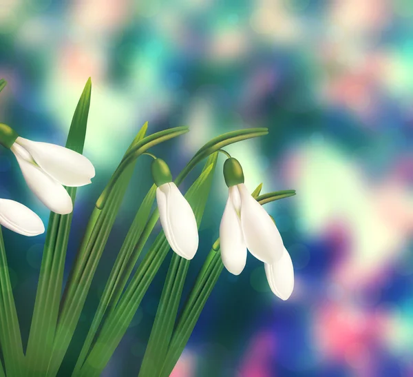 Dreamy Snowdrop — Stock Photo, Image