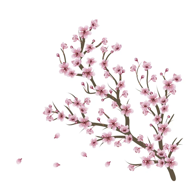 Kirschblütenzweig — Stockvektor