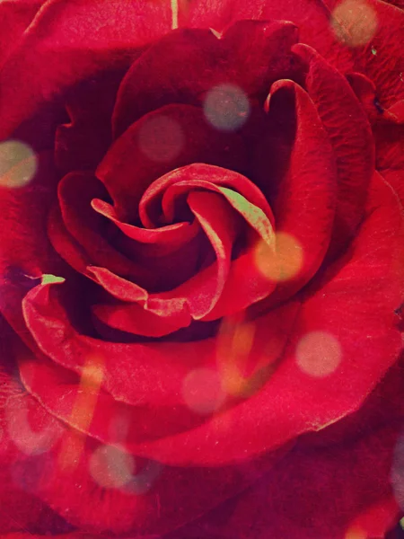 Rose vintage — Photo