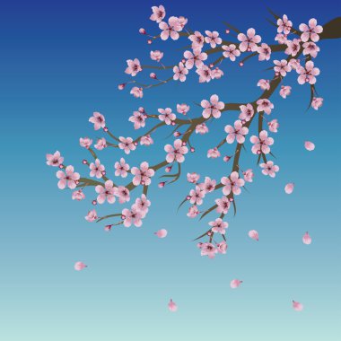 sakura gökyüzü üzerinde Şubesi