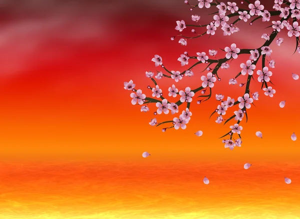 Sakura op zonsondergang tijd — Stockfoto