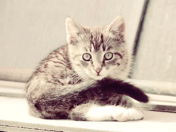 Довольно полосатый котенок — стоковое фото