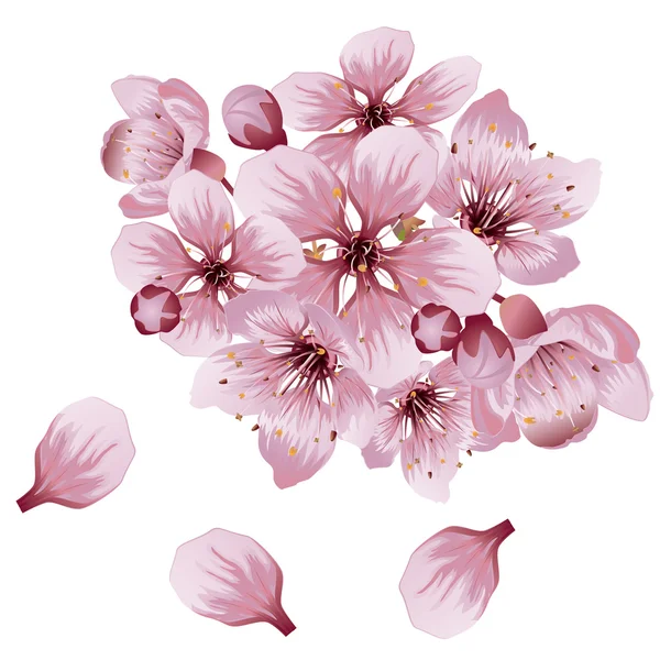 Soft Pink Sakura Flores — Vetor de Stock
