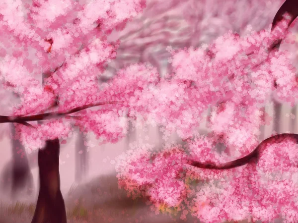 Blühende Sakura-Bäume — Stockfoto