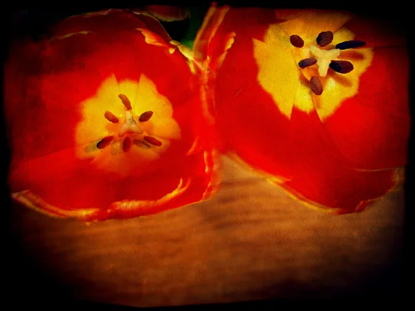 Grunge Red Tulips — Stock Photo, Image