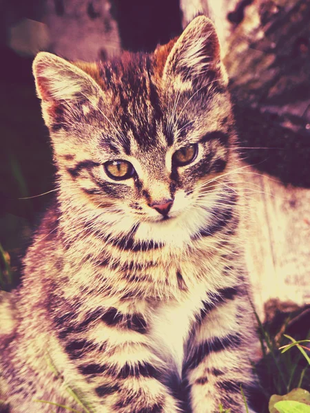 Pretty Striped Kitten — Stock Photo, Image