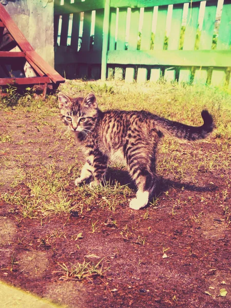 Pretty Striped Kitten — Stock Photo, Image
