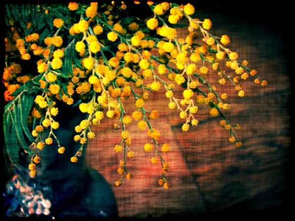 Branche de sakura en fleurs — Photo