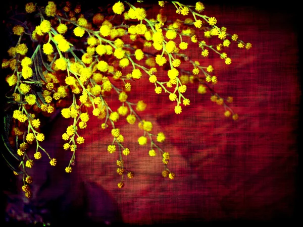 Rama floreciente de sakura — Foto de Stock