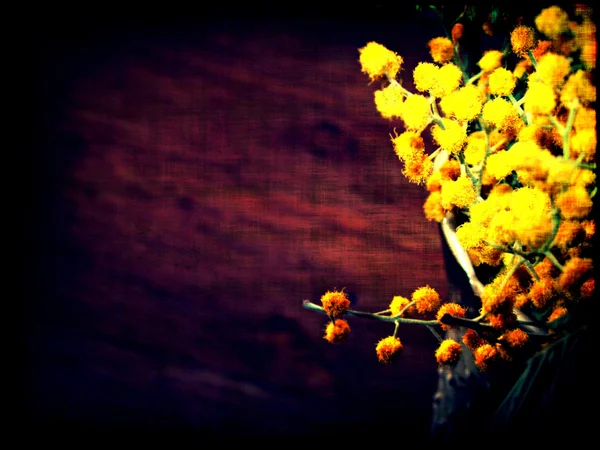 Ramo de sakura florescente — Fotografia de Stock