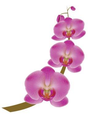 Çiçekli Sakura Şubesi