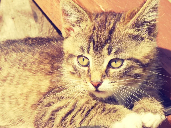 Retro kitten foto — Stockfoto