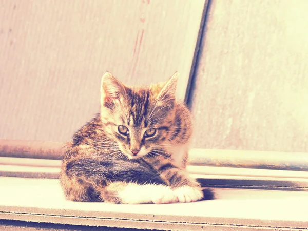 Retro Kitten Foto — Fotografia de Stock