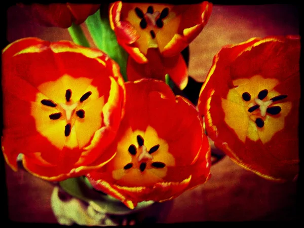 Tulipani rossi Grunge — Foto Stock