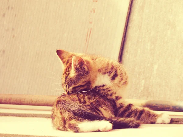 Retro Kitten Photo — Stock Photo, Image