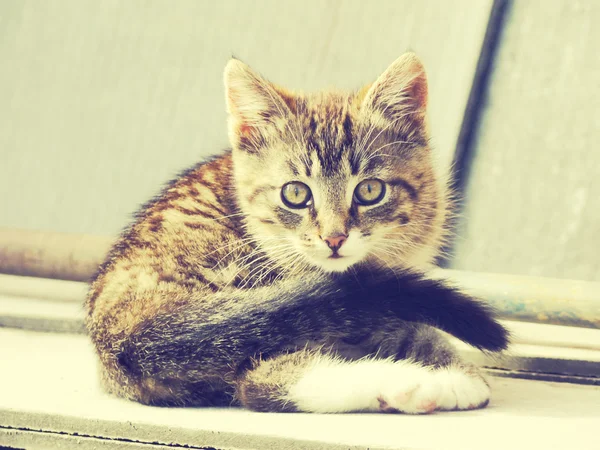 Retro kattunge Foto — Stockfoto