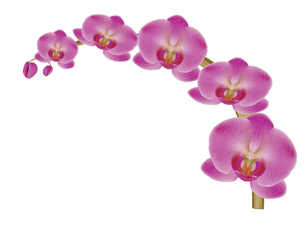 Blomma orkidé — Stock vektor