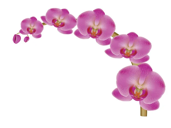 Orquídea — Vetor de Stock