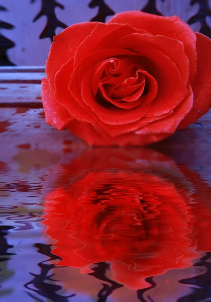 Rosa reflejada en el agua — Foto de Stock