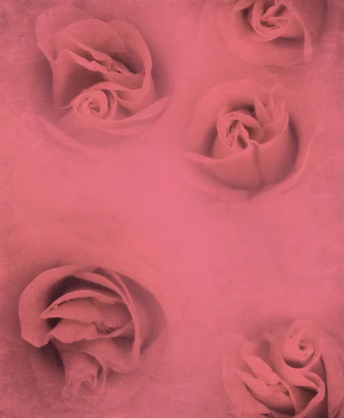 Roses sur papier — Photo